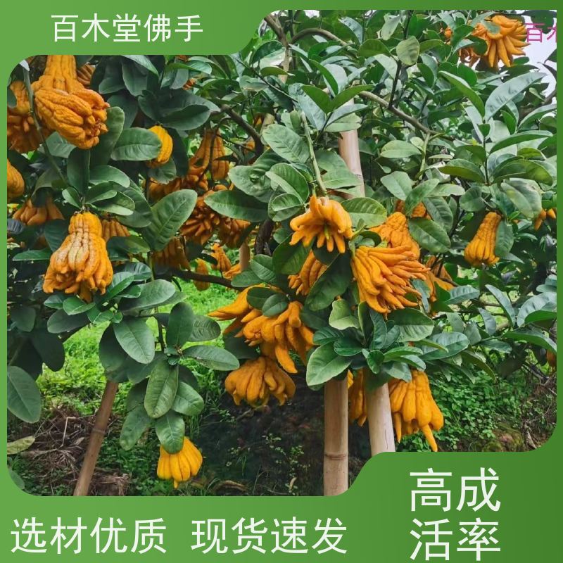 百木堂 广佛手苗种植技术 生长迅速 品种齐全 园林景区栽植