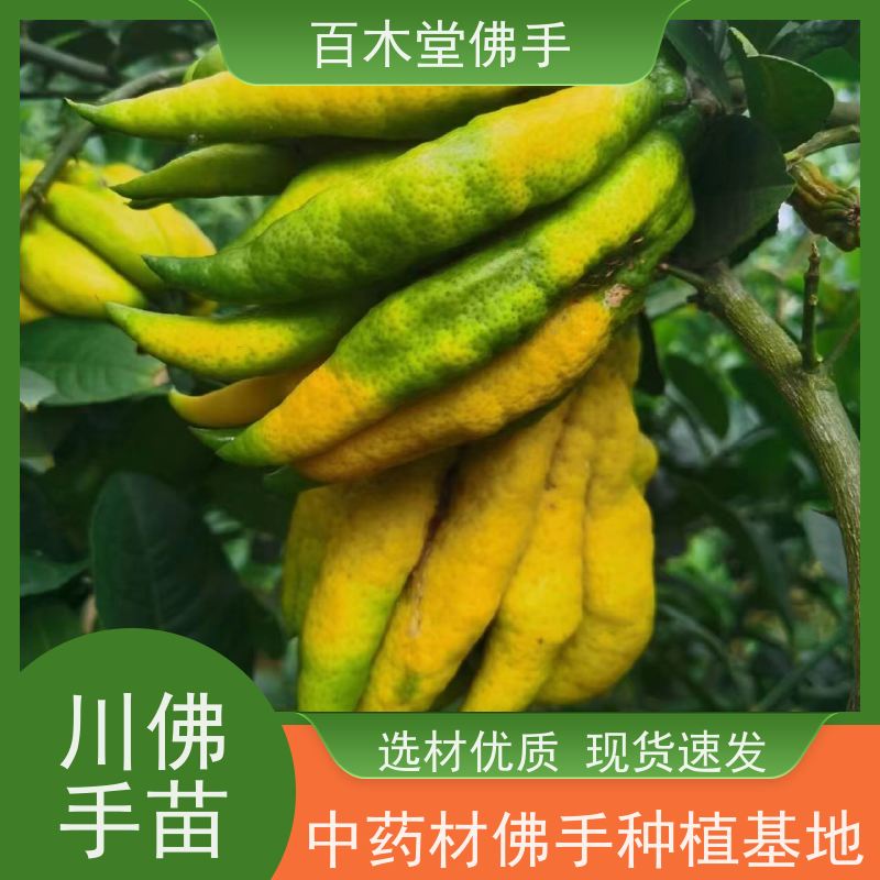 百木堂 广佛手苗种植技术 适用性强 规格齐全 植株茂密 用途广泛