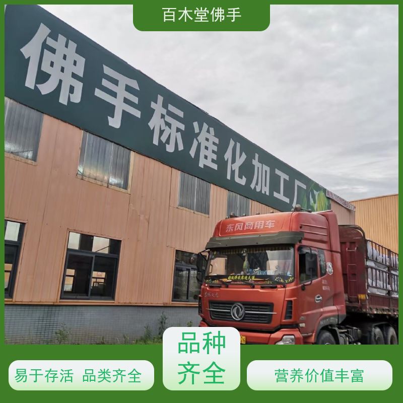 百木堂 铜 梁佛手 适用性强 规格齐全 园林景区栽植