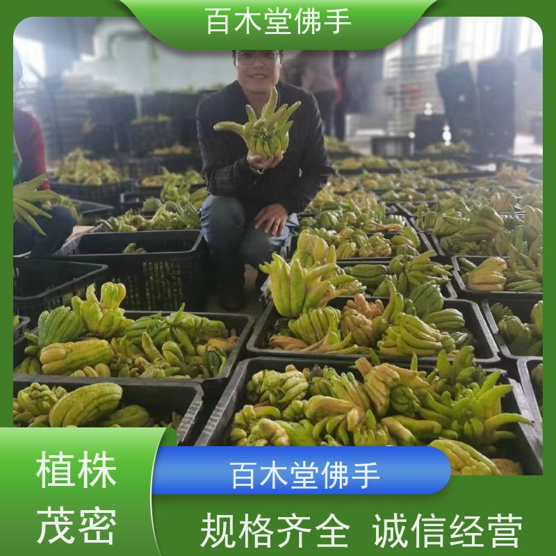 百木堂 綦 江佛手 树形丰富 成活率高 种苗基地直供