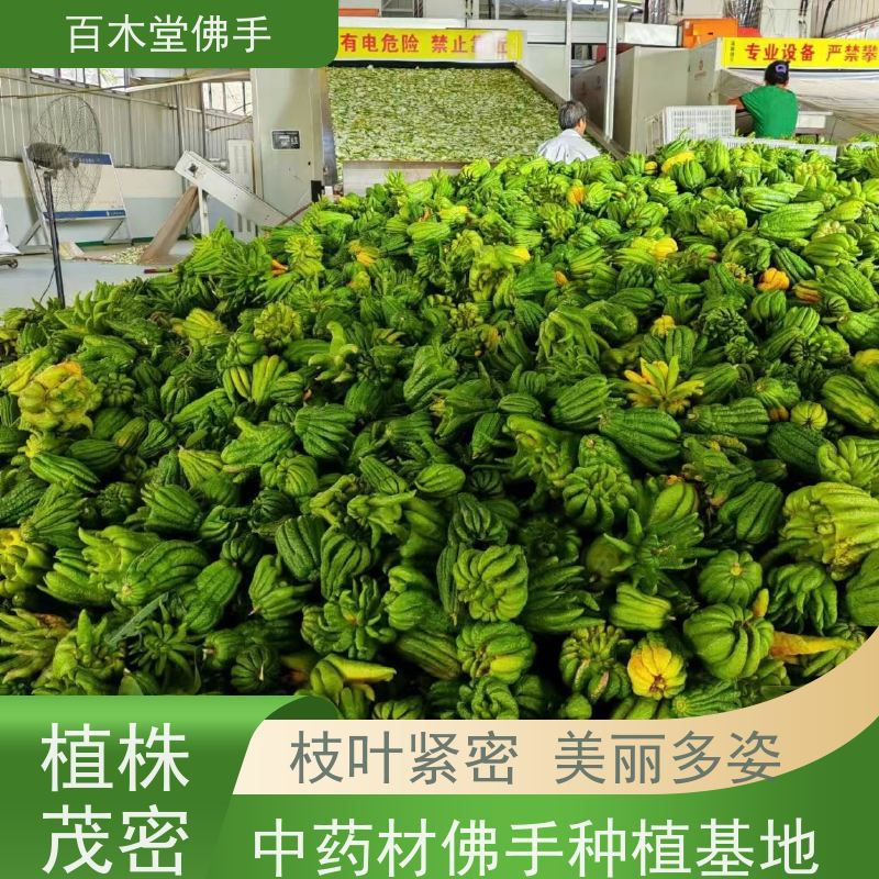 百木堂 良 种佛手 生长环境适应性强 城市景观绿化树 