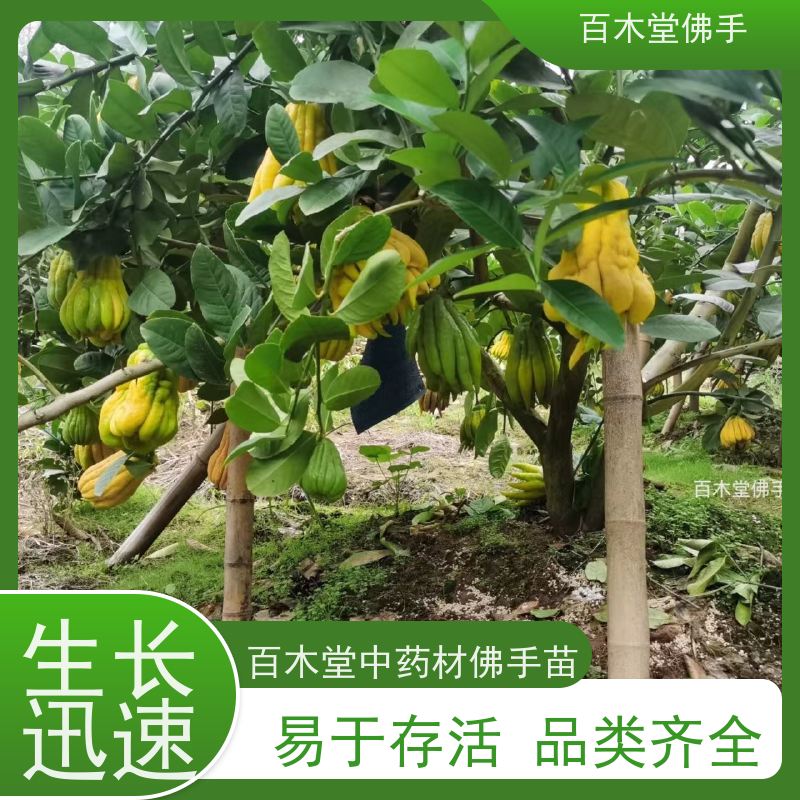 百木堂 乐 山佛手 园林景区栽植 中药材种植基地 