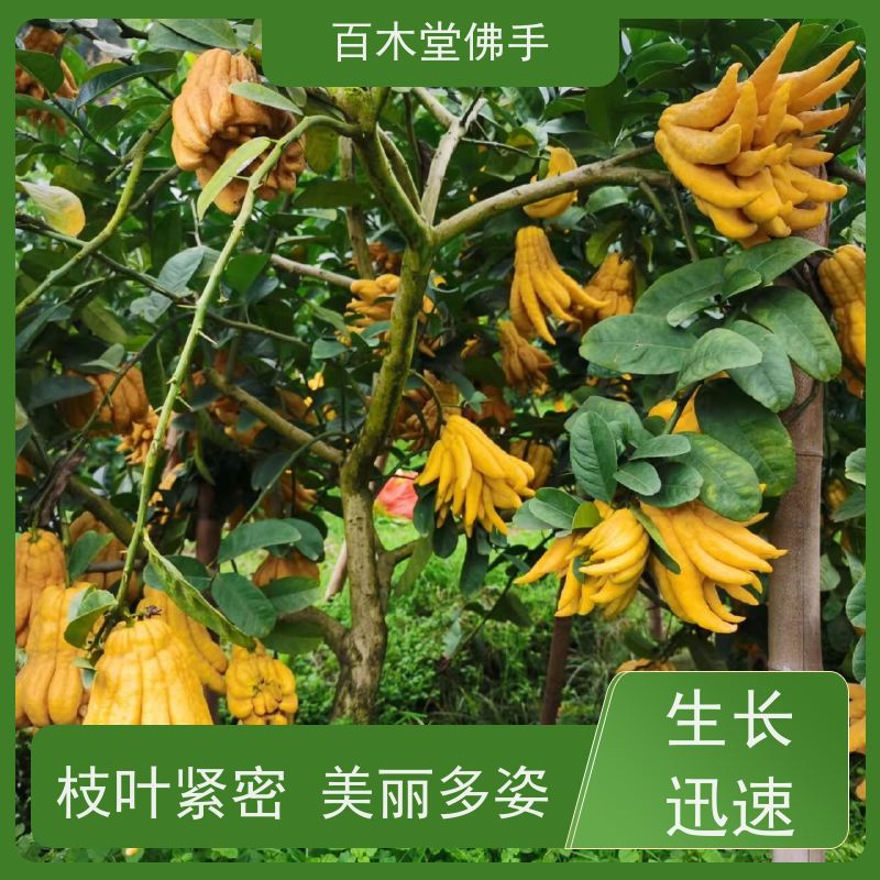 百木堂 沪 州佛手 生长环境适应性强 中药材种植基地 