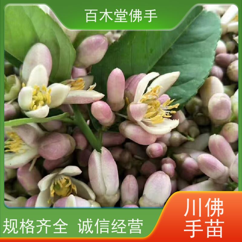 百木堂 宜 宾佛手批发 观赏植物 附加值高 用于庭院装饰