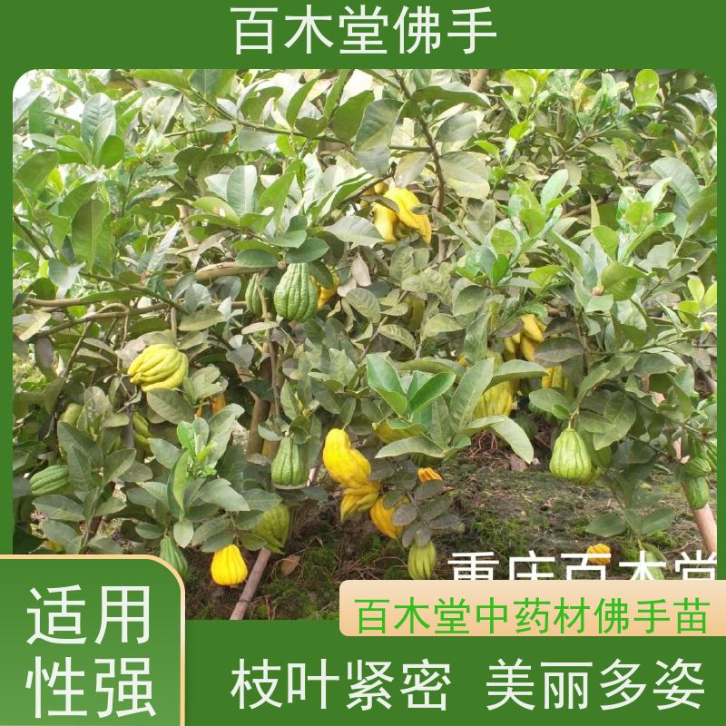 百木堂 佛手苗基地 树形丰富 成活率高 用于室内外盆景