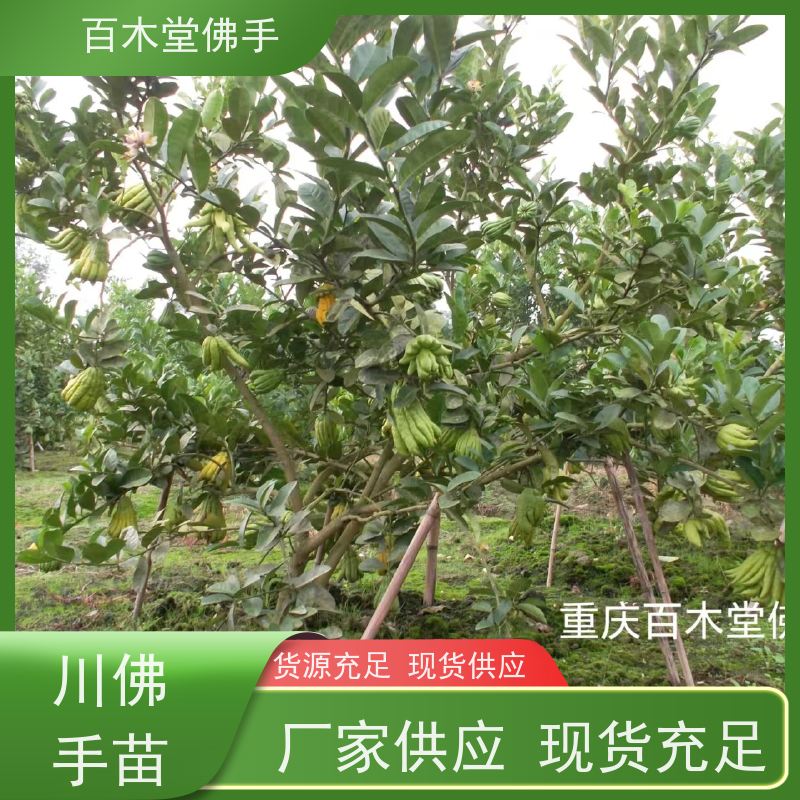 百木堂 内 江佛手基地 道路绿化行道苗 植株茂密