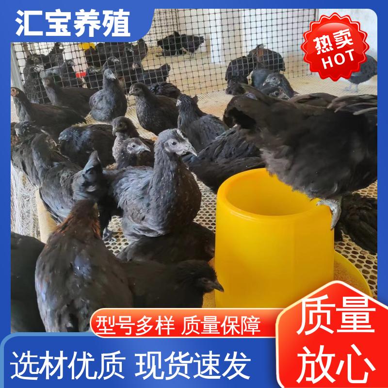 汇宝养殖 婆罗门鸡苗 饲养简单 做种繁殖 包健康