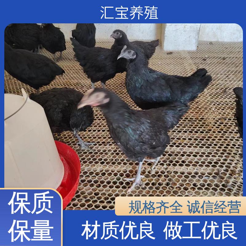 汇宝养殖 芦花鸡苗 饲养简单 做种繁殖 包回收包健康