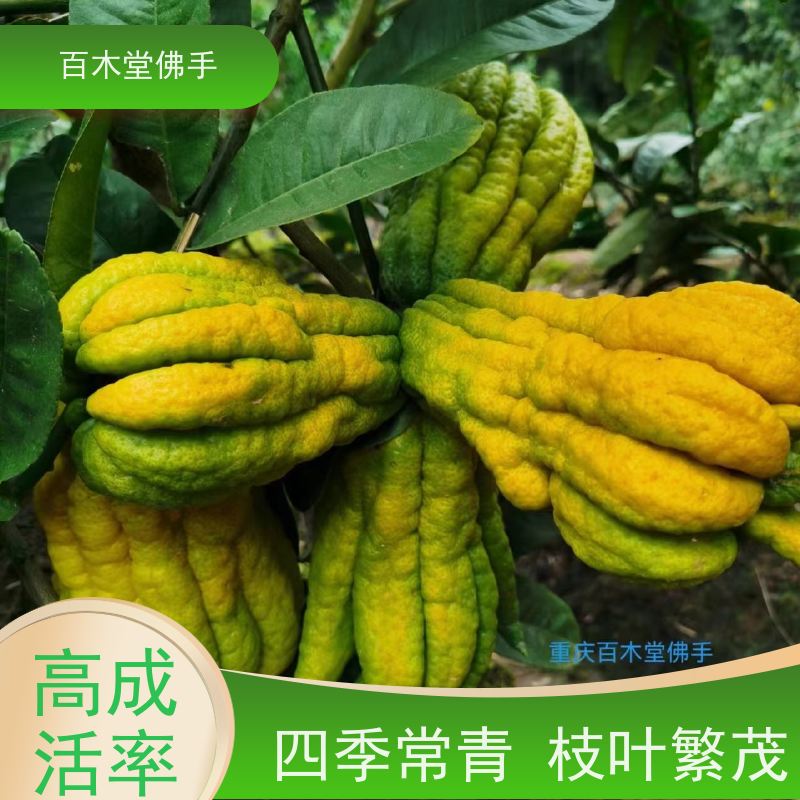 百木堂 中药材种苗 观赏植物 附加值高 道路绿化行道苗