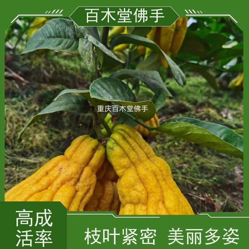 百木堂 佛手苗批发 高成活率 较耐干旱 园林景区栽植
