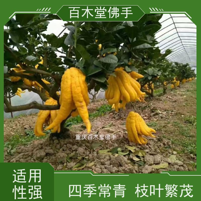 百木堂 佛手几年结果 造型优美 易成活 园林景区栽植