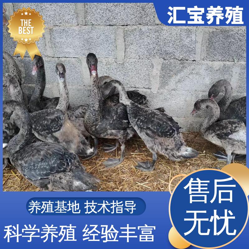 汇宝养殖 高端品种 美丽的黑天鹅 成长速度快 一窝多只 不易生病