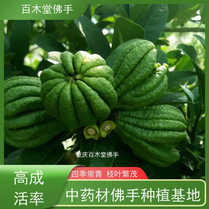 百木堂 佛手苗技术 生长环境适应性强 园林景区栽植