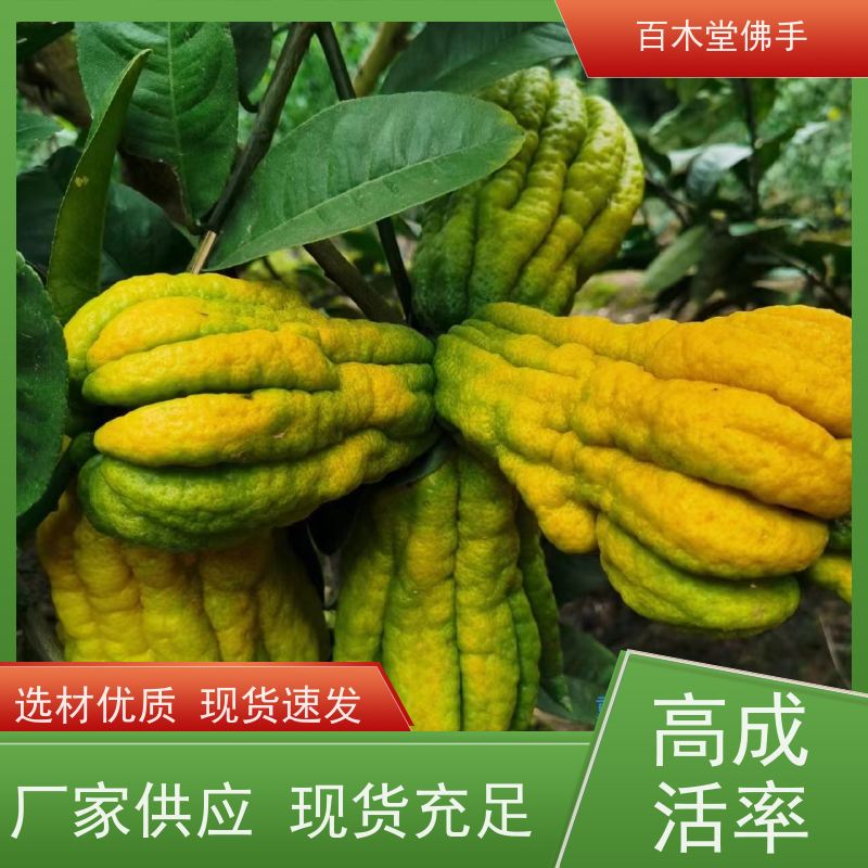 百木堂 乐山佛手苗 树形丰富 成活率高 园林景区栽植