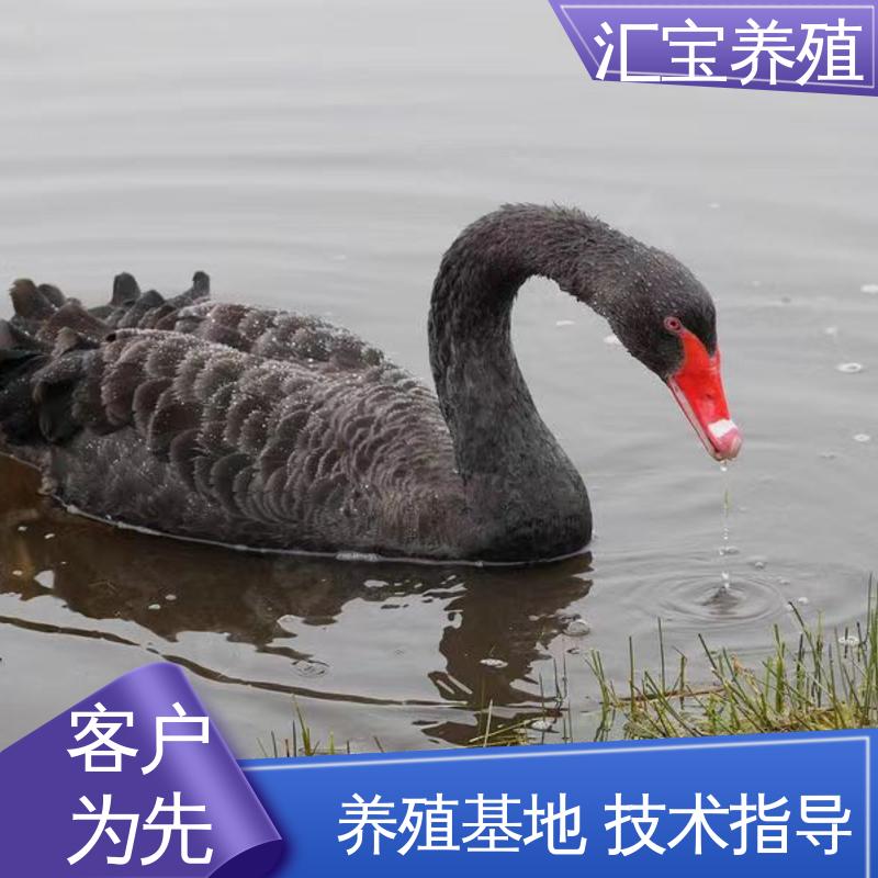 汇宝养殖 高端品种 两年初产黑天鹅 成长速度快 一窝多只 包回收包健康