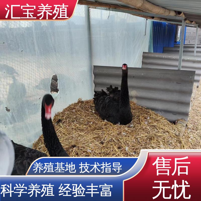 汇宝养殖 喂养方法 黑天鹅 成长速度快 一窝多只 包回收包健康