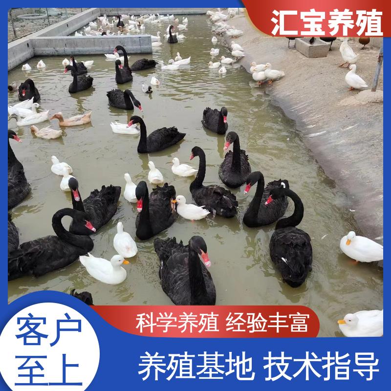汇宝养殖 喂养方法 观赏黑天鹅 成长速度快 一窝多只 不易生病