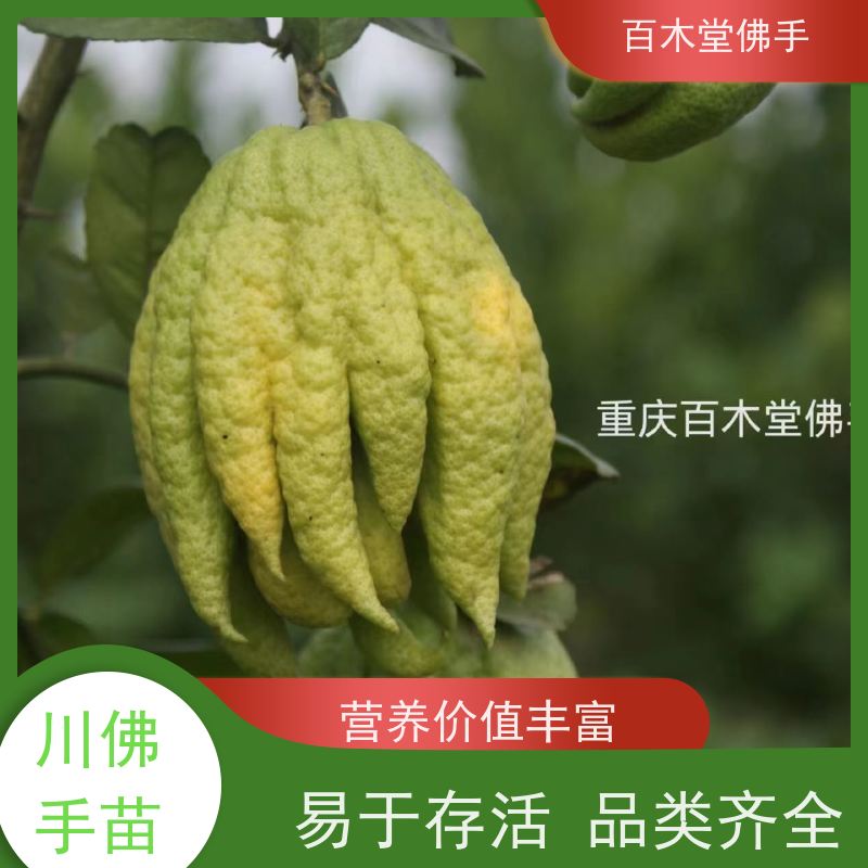 百木堂 大 足佛手苗 观赏植物 附加值高 品种齐全