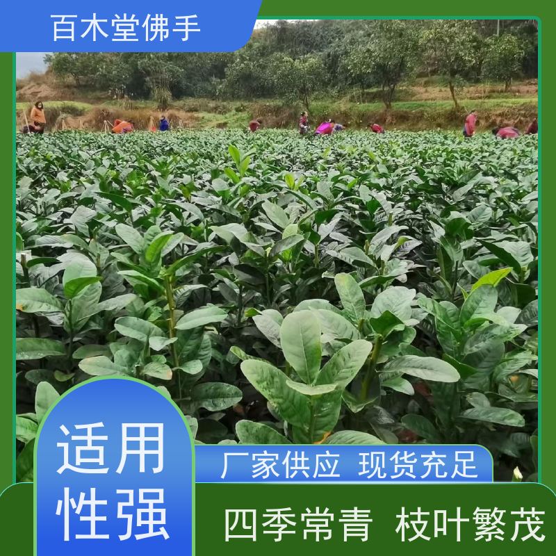 百木堂 四 川佛手苗 枝叶紧密 美丽多姿 植株茂密