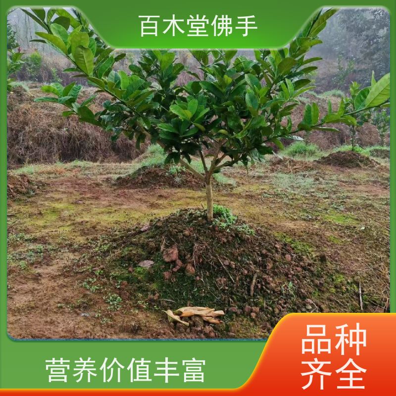 百木堂 永 春佛手苗 树形丰富 成活率高 道路绿化行道苗