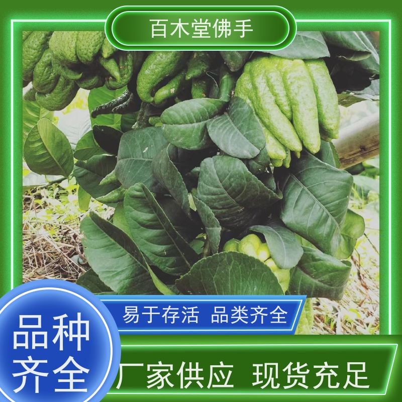 百木堂 合 江佛手苗 树形丰富 成活率高 道路绿化行道苗