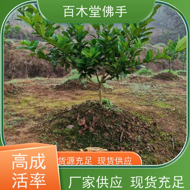 百木堂 均 连佛手苗 树形丰富 成活率高 园林景区栽植