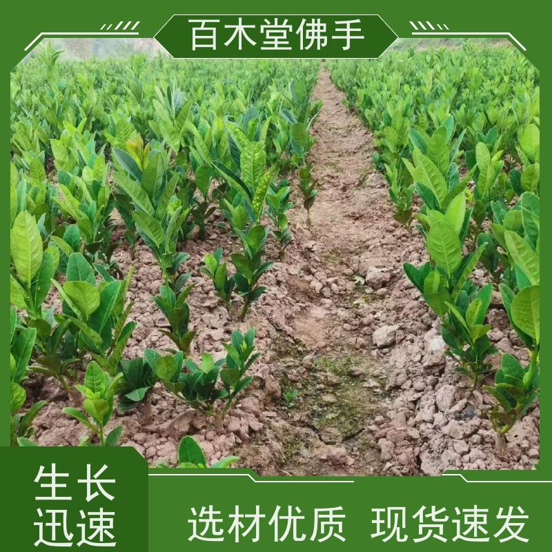 百木堂 五 通桥佛手苗 枝叶紧密 美丽多姿 生长迅速