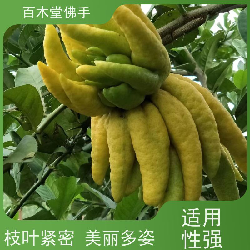 百木堂 潼 南佛手苗 园林景区栽植 种苗基地直供 