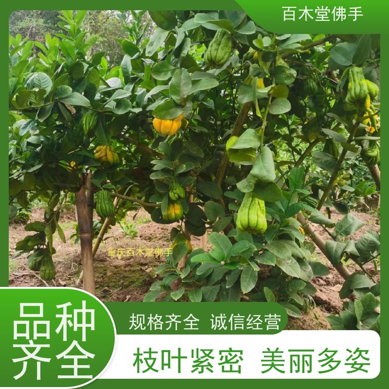 百木堂 金佛手苗种植技术 枝叶紧密 美丽多姿 植株茂密 用途广泛
