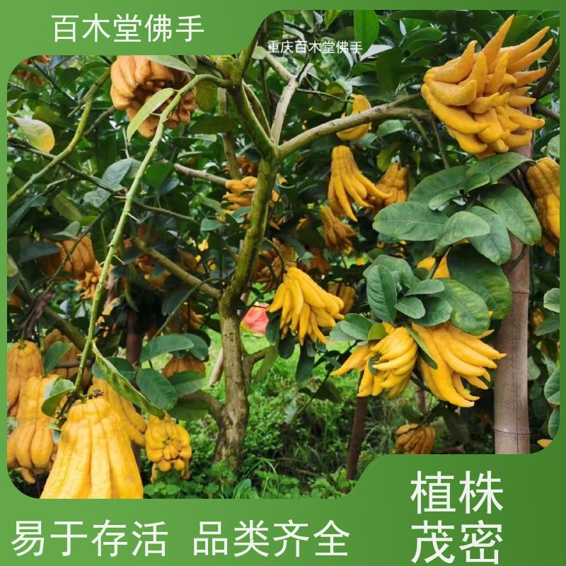 百木堂 广佛手苗种植 树形丰富 成活率高 城市景观绿化树