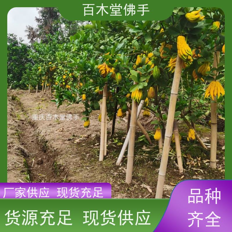 百木堂 川佛手苗技术 生长迅速 品种齐全 植株茂密 用途广泛