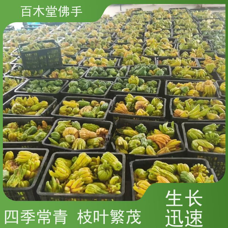 百木堂 遂 宁佛手 植株茂密 生长迅速 道路绿化行道苗