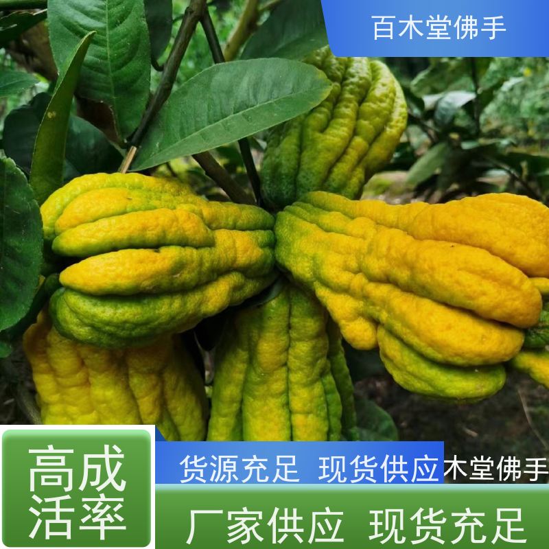 百木堂 万 州佛手 造型优美 易成活 园林景区栽植