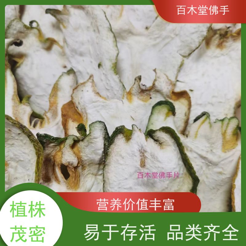 百木堂 金 佛手 适用性强 规格齐全 园林景区栽植