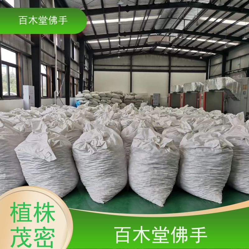 百木堂 重庆佛手 植株茂密 生长迅速 中药材种植基地 