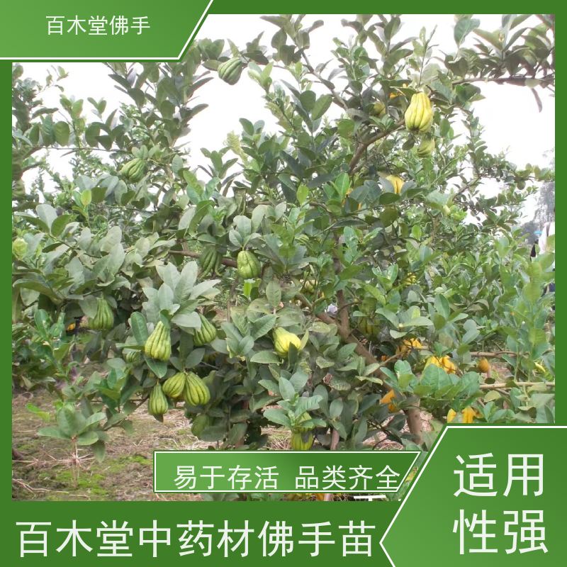 百木堂 宜 宾佛手基地 城市景观绿化树 生长迅速