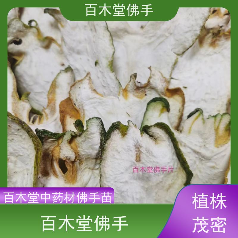 百木堂 宜 宾佛手 枝叶紧密 美丽多姿 道路绿化行道苗