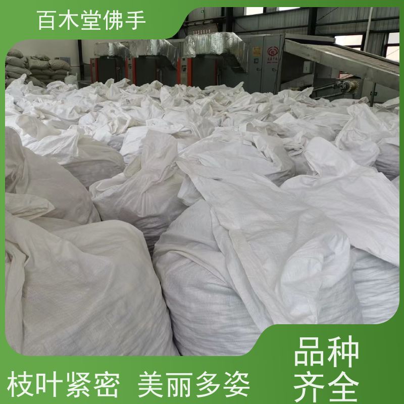 百木堂 金 佛手 适用性强 规格齐全 道路绿化行道苗