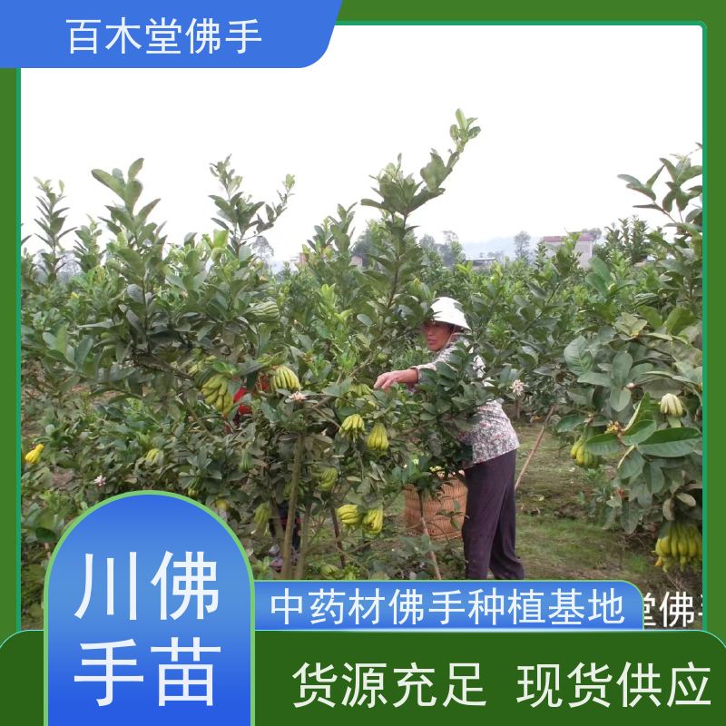 百木堂 内 江佛手基地 观赏植物 附加值高 品种齐全
