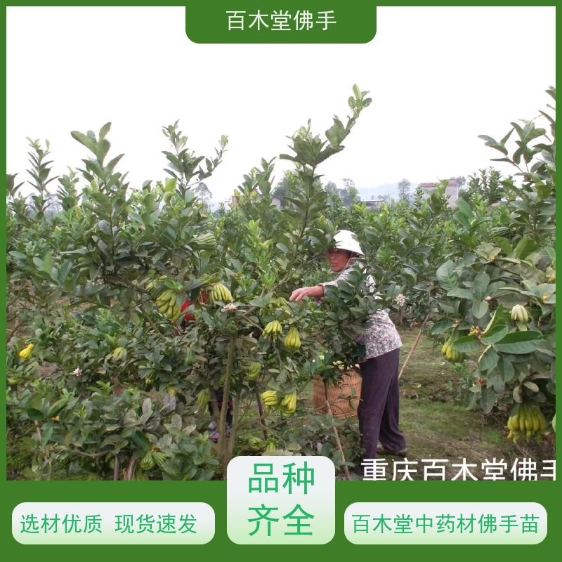 百木堂 沙 湾佛手批发 枝叶紧密 美丽多姿 用于庭院装饰