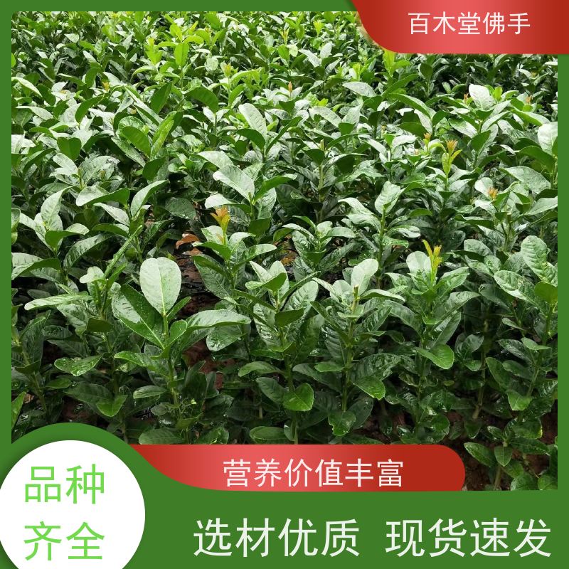 百木堂 佛手柑苗基地 生长环境适应性强 植株茂密
