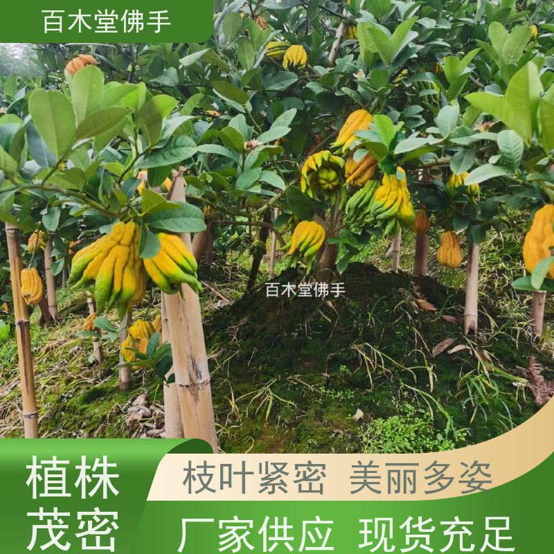 百木堂 乐 山佛手 观赏植物 附加值高 用于庭院装饰
