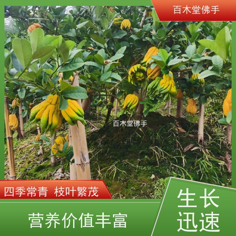 百木堂 大 足佛手 园林景区栽植 用于室内外盆景