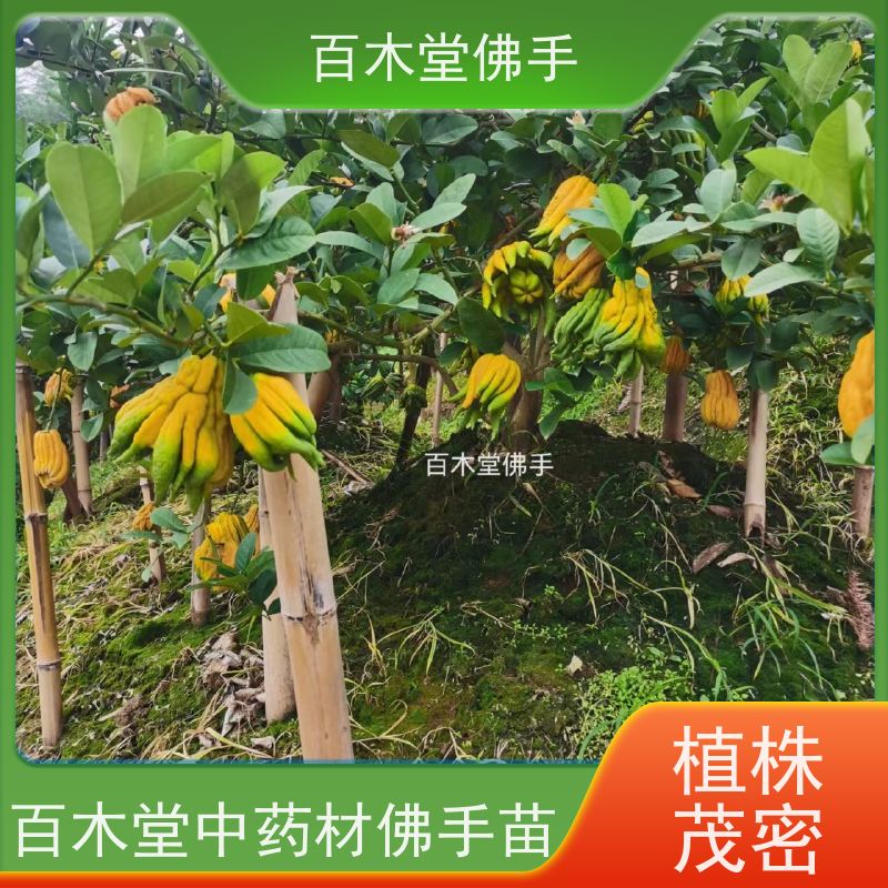 百木堂 成 都佛手 高成活率 较耐干旱 用于庭院装饰