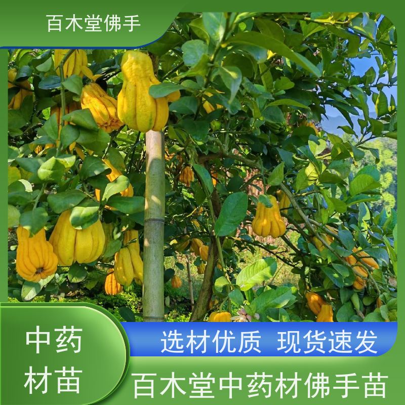 百木堂 川佛手苗 观赏植物 附加值高 种苗基地直供