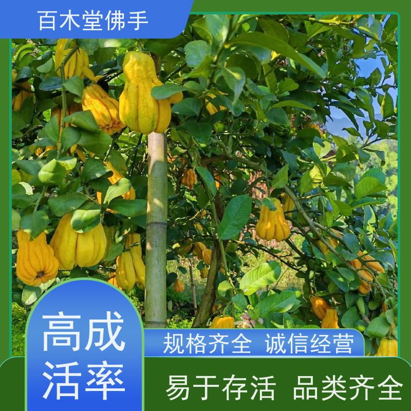 百木堂 半夏种植 产量高 用途广泛 种苗基地直供
