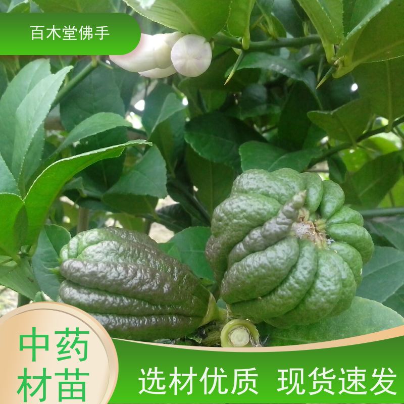 百木堂 水果种植 造型优美 易成活 城市景观绿化树 
