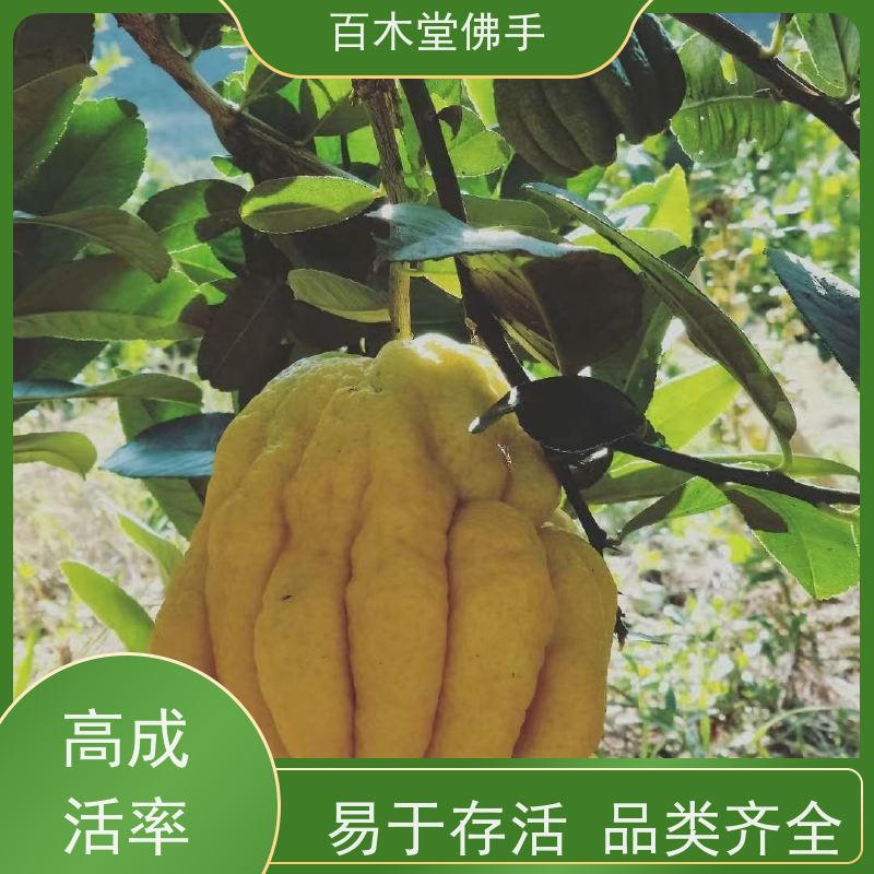 百木堂 柚子种植 产量高 用途广泛 园林景区栽植