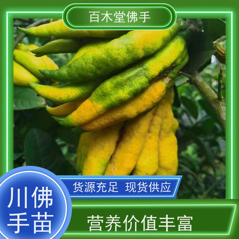 百木堂 中药材佛手苗种植 造型优美 易成活 道路绿化行道苗