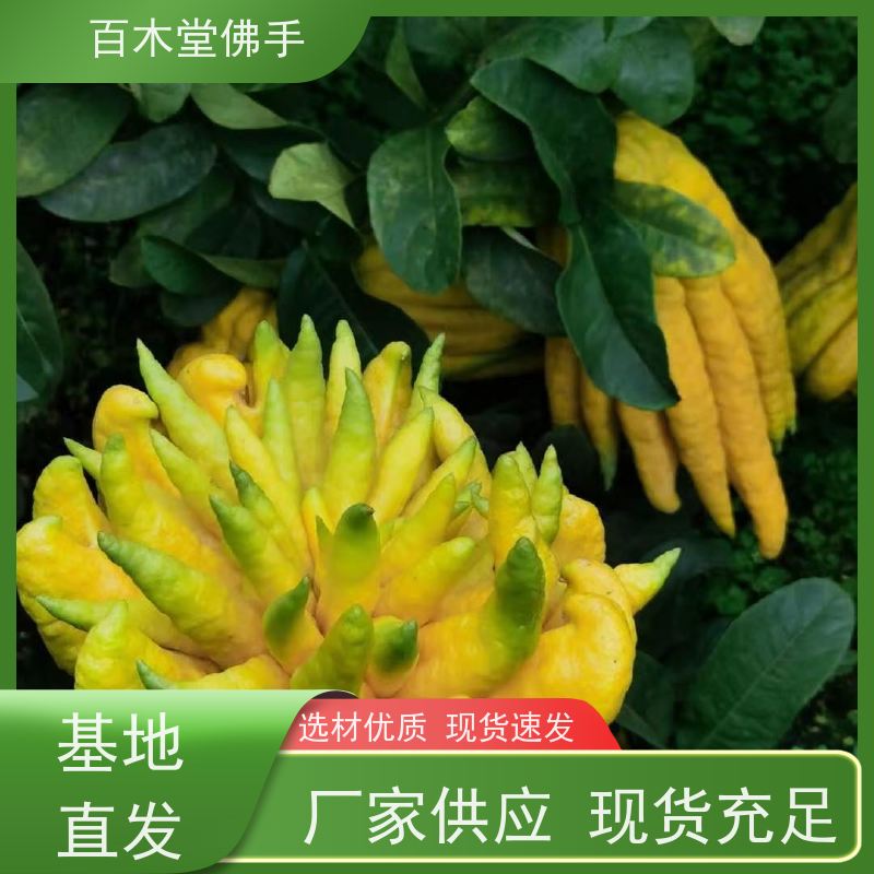 百木堂 中药材佛手种植 造型优美 易成活 城市景观绿化树 